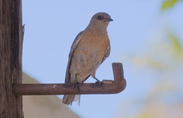 Hey, that's not a train! - Western Bluebird (Sialia mexicana)