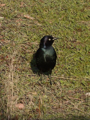 Hey, that's not a train! - Brewer's Blackbird (Euphagus cyanocephalus)