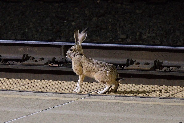 Hey, that's not a train! - A Jackrabbit (Lepus californicus)