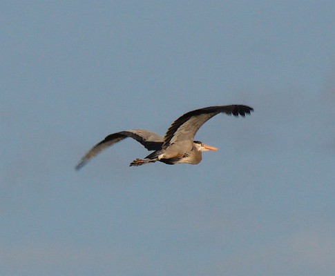 Hey, that's not a train! - Great Blue Heron (Ardea herodias)