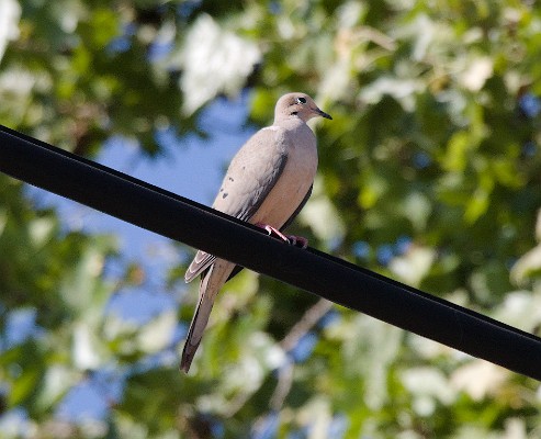 Hey, that's not a train! - Mourning Dove (Zenaida macroura)