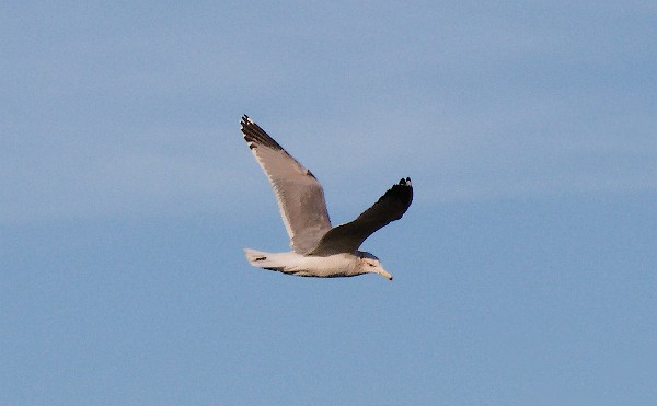 Hey, that's not a train! - Ring-Billed Gull (Larus delawarensis)